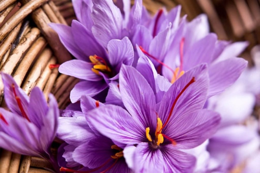 why is saffron so expensive Iranian saffron
